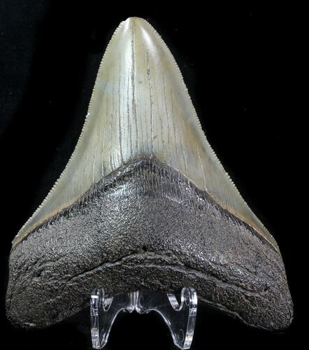 Serrated, Fossil Megalodon Tooth - Georgia #76555